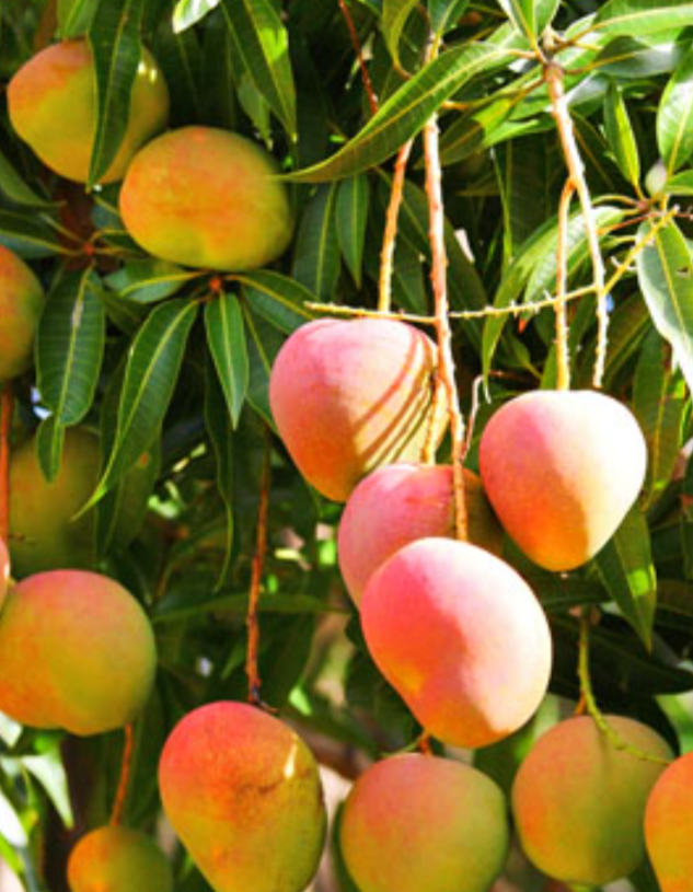 Mango 